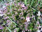 DSCF7730.JPG